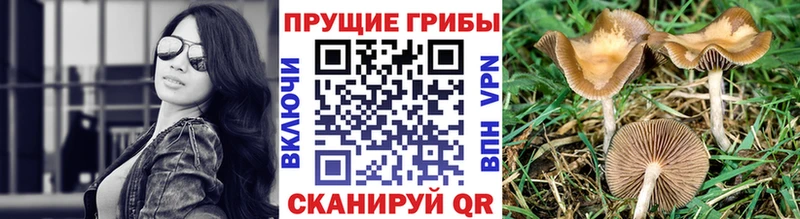 Галлюциногенные грибы Cubensis  ссылка на мегу ССЫЛКА  shop формула  Истра 
